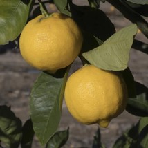 California only!! Pomona Sweet Semi-Dwarf Lemon Tree Grafted plant 18-36... - $129.00