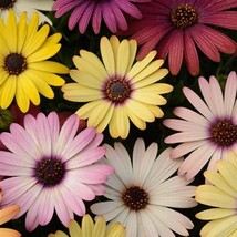 USA SELLER 1D2 Osteospermum Seeds 100 Osteospermum Akila Grand Cayon Mix - $54.70