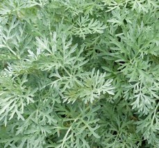 SH Wormwood Seeds 500+ Perennial Herb Garden Artemisia Absinthium  - £4.06 GBP
