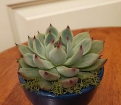 Succulent in Teal Blue Planter, 3" Live Plant Echeveria Parva in Terracotta Pot image 7