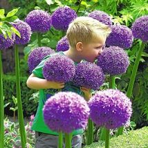 Fresh Giant Garlic, Gladiator Allium Bulb Clove Seeds Harvest Healthy Ga... - $3.00