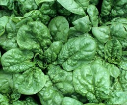 Spinach Seeds Bloomsdale 100 Vegetable Garden Leafy Greens Salad - £7.80 GBP