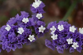 Sell Store 50 Purple Statice Sea Lavender Limonium Sinuatum Flower Seeds * From  - £7.71 GBP