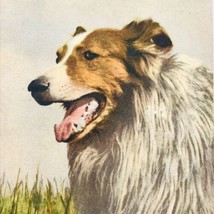 Vintage Collie Dog in Tall Grass #158 Postcard Switzerland Edition Stahli - £9.71 GBP