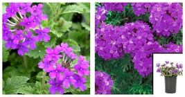 Live Plant Verbena Purple 1Quart Pot Annual Vervain Glandularia Canadensis - £42.65 GBP