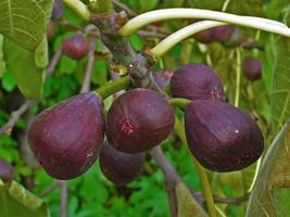 Texas Everbearing Fig Live Plant Ficus carica - £39.72 GBP
