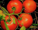 Marglobe Supreme Tomato Seeds 200 Seeds Non-Gmo  Fast Shipping - $7.99