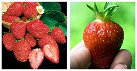 Bare Root - 10 Earliglow Strawberry Plants - The Earliest Berry! - $44.99