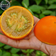 Orange Naranjilla Solanum Quitoense Fruit Seeds Professional Pack 100 - $9.13