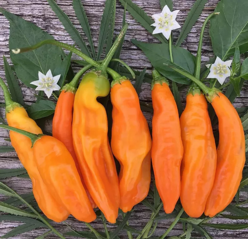 25 Aji Amarillo Pepper Seeds for Spicy Garden Planting - $5.48