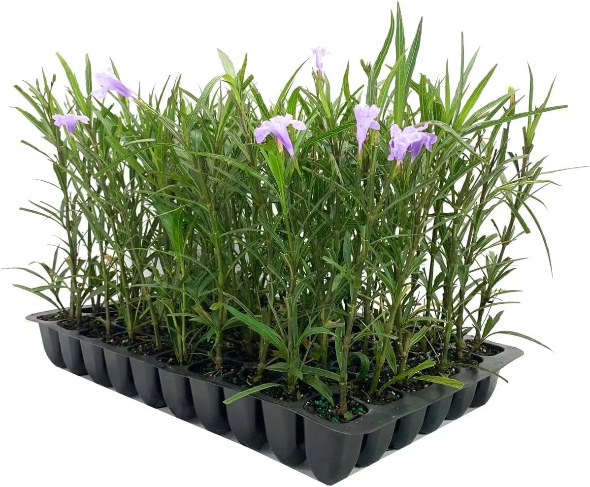 Mexican Petunia Live Plants Ruellia Tweediana &#39;Purple Showers&#39; - $40.77