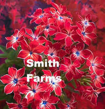 100 Seeds Popstars Red Phlox Flowers Groundcover Fresh Seeds - £8.63 GBP