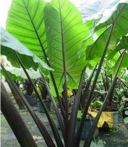 Alocasia Macrorrhiza Black Stem Elephant Ear 3&quot; Pot Live Plants Outdoor - £47.94 GBP