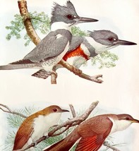 Kingfisher And Cuckoos 1936 Bird Art Lithograph Color Plate Print DWU12A - $39.99
