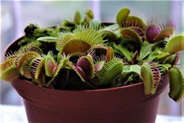 25 Venus Flytrap Seeds Exotic Carnivorous Flower Plant. From Us  - $10.00