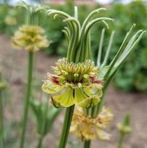 THJAR Nigella Transformer Flower Seeds For Planting (20 Seeds) Stunning ... - $377.16 MXN