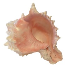 Pink Murex Shell Hermit Crab Spiny Seashell Fossil Collector Display Sma... - £7.03 GBP
