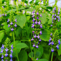 Chia Seeds Salvia Blue Flowers Culinary Healthy Nutrient Rich Nongmo 500 Seeds - £9.44 GBP
