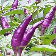 Best SELLER USA 10 Seeds Explosive Ember Hot Peppers Seeds - $5.60