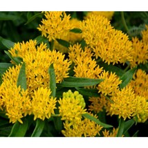 Butterfly Weed Hello Yellow Asclepias Tuberosa 50 Seeds #OVM06 - £19.11 GBP