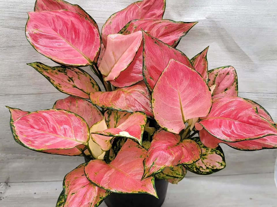 Aglaonema China red, Red Chinese Evergreen plant in 3&quot; Pot Fresh USA Sel... - $30.00