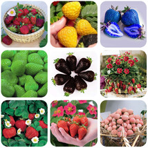 Strawberry Seeds Organic Edible Roman Yellow Blue Green Black Milan Pikstan Gard - £4.77 GBP