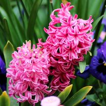 10 bulbs Hyacinth Fondant Plant, Flower Plant Houseplant Outdoor Plant - $42.74