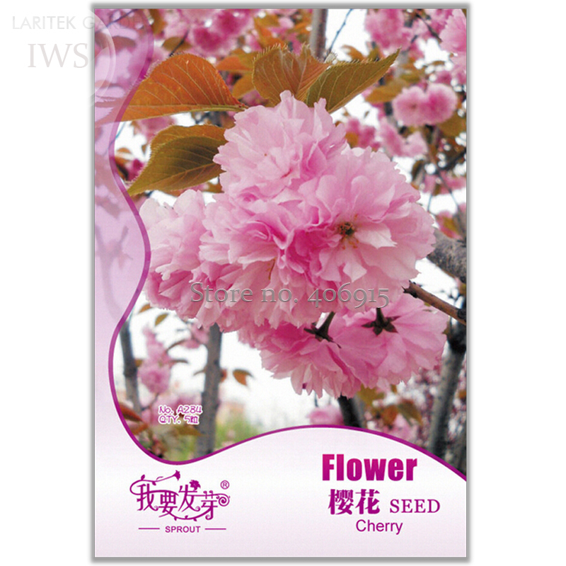 5 Seeds Plant Japanese Cherry Trees Potted Bonsai Seeds Garden - $2.96
