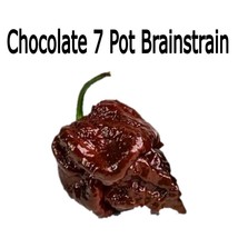 12 seeds Chocolate 7 Pot Brainstrain Pepper Heirloom Seeds Ensure Rapid Gorgeous - £8.74 GBP