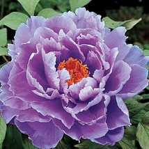 “ 10 PCS Chinese Rose Tree Seeds - Purple Big Blooms Flowers with White Edge GIM - £11.94 GBP