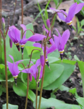 20 Pc Seeds Dodecatheon Amethystinum Plant, Dodecatheon Seeds for Planting | RK - £21.98 GBP