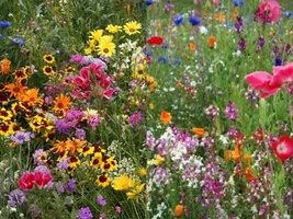 200+ Seeds Low Grow Wildflower Mix Flower Mix COLORFUL 18 Species - £9.70 GBP