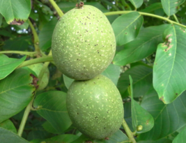 10 Pc Seeds Bael Fruit Tree Plant, Aegle marmelos Seeds for Planting | RK - £14.86 GBP