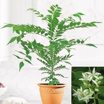 USA SELLER 15 Seeds Curry Leaf Plant House Plant Garden Flowers Fast Shipping - $15.25