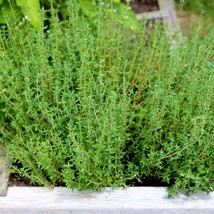 Thyme Seeds Common Thyme For Planting Thymus Vulgaris German Basil Rosem... - £6.40 GBP