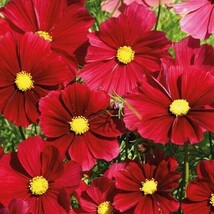 LWK 200 Gazebo Red Cosmos Seeds Easy Grow - $12.93