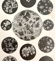 Crystalline Formation Lard And Fats Microscope Views Victorian 1887 Print DWT9A - £19.74 GBP