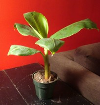 Dwarf Banana Tree {Musa X Paradisiaca} Organic 5 Seeds  - £12.84 GBP