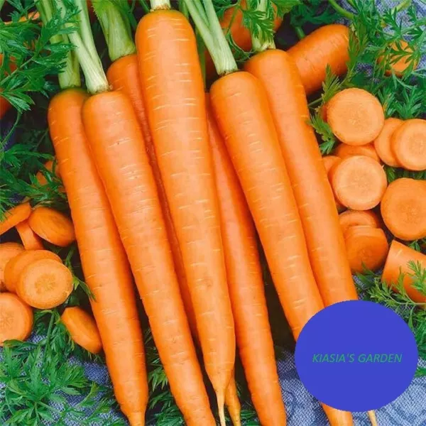 Tendersweet Carrot 500 Seeds Non Gmo Heirloom Fresh Garden - $7.98