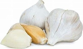 Elephant Garlic, 2 Large Bulbs (2 Count), Great for Planting, Eating or Cooking! - £16.81 GBP