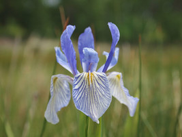 BStore 45 Seeds Missouri Iris Missouriensis Rocky Mountain Blue Purple Yellow Fl - £7.47 GBP