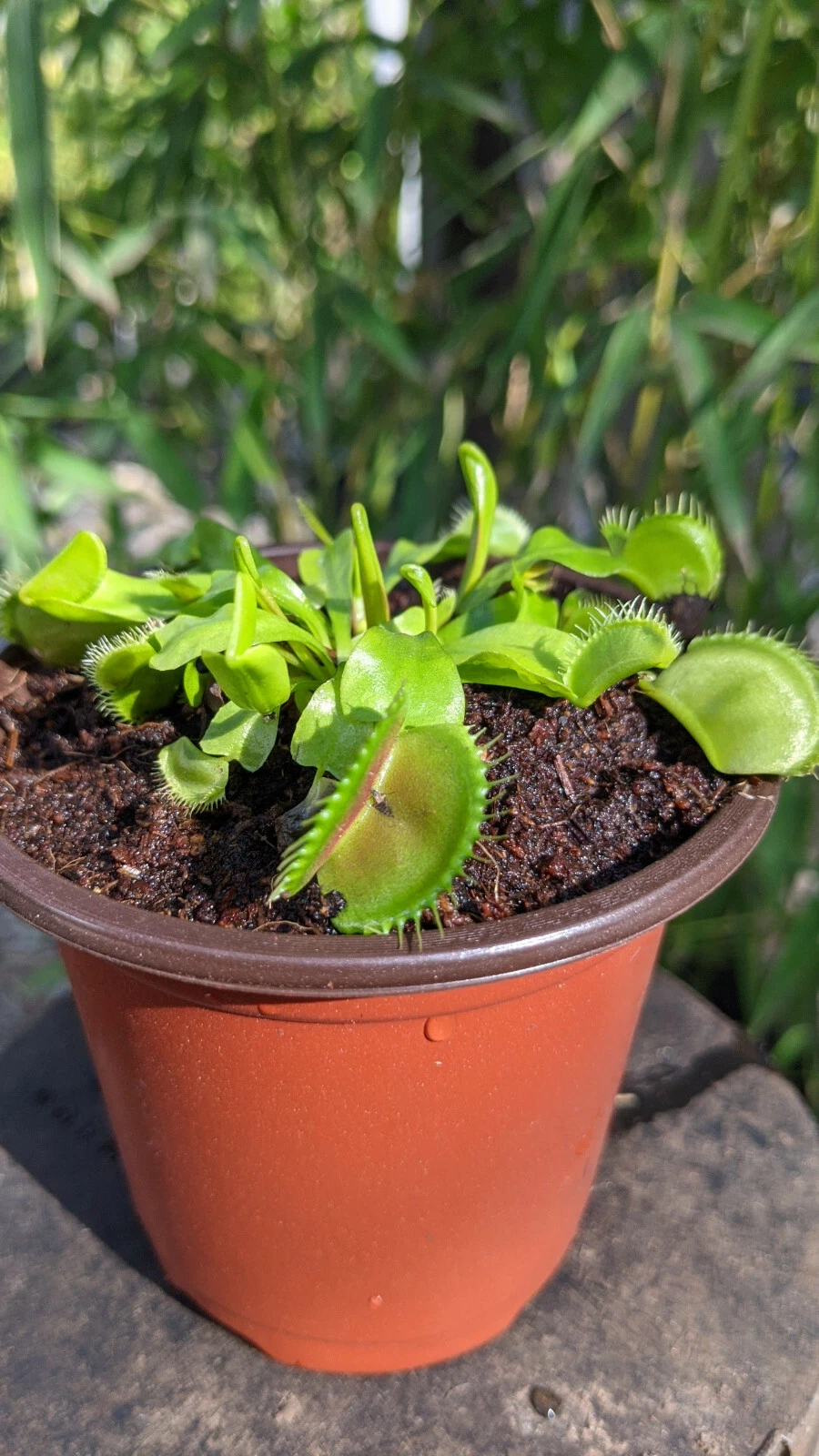 Venus Flytrap &#39;King Henry&#39; VFT Carnivorous Plant - $28.46