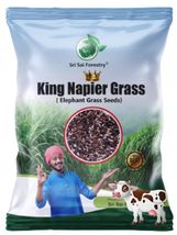 King Napier Grass Elephant Grass Seeds 100g for Cow | High Yield Grass S... - $9.38