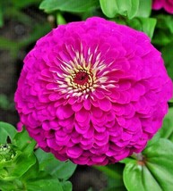 SEPTH 300+LAVENDER ZINNIA Seeds Summer Garden Flowering Annual Cut Flowe... - $10.86