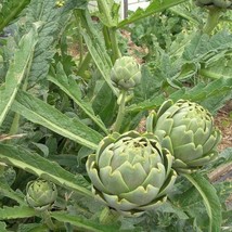 40 Green Globe Artichoke Seeds Organic Annual New Fresh Seeds - £11.36 GBP