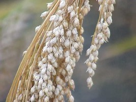 Silver Millet - Panicum miliaceum - 25+ seeds - HEIRLOOM! Am 038 - $69.31 MXN