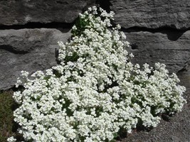 Snow White Rock Cress Groundcover Plant Seeds - £6.38 GBP