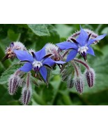1000 Seeds Borage Herb Seeds Pest Fresh New Fresh US Shipping - $296.91 MXN