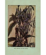 Vintage 1922 Flower Print Vervain Hyssop 2 Side Flowers You Should Know - $368.38 MXN