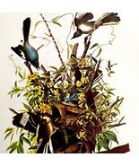 Mockingbird Rattlesnake 1950 Lithograph Print Audubon Nature 1st Edition... - $42.03 CAD